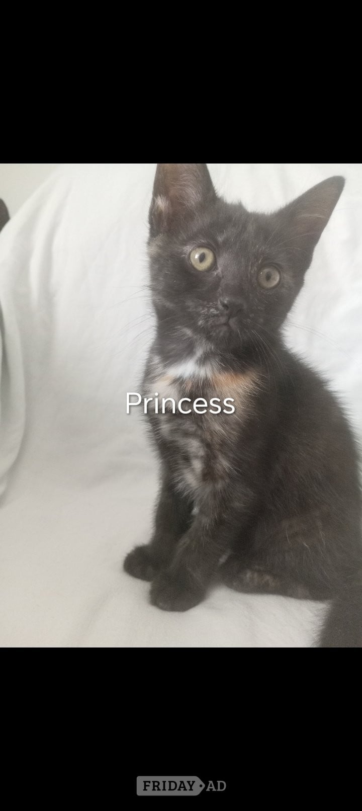 Birmingham Superhero kittens needing super forever homes 