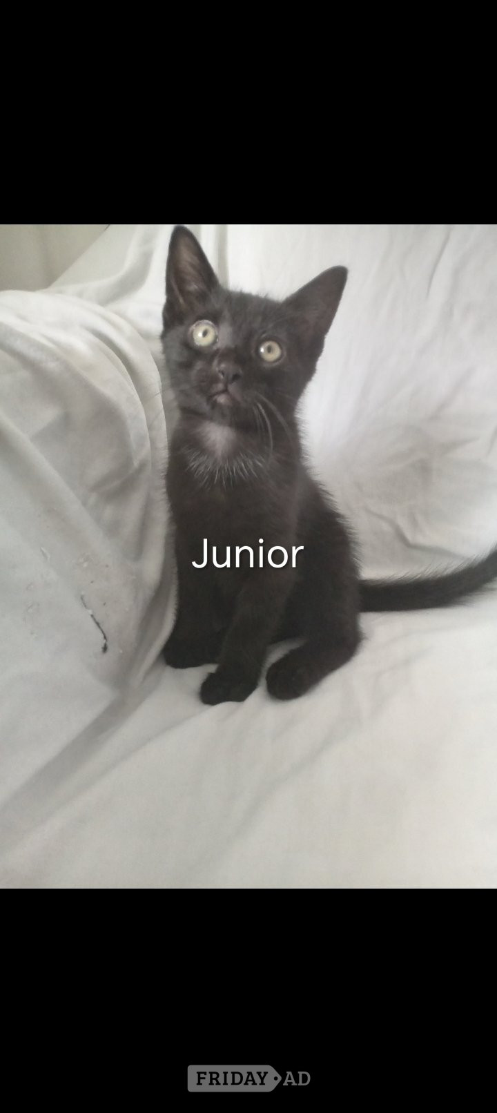 Superhero kittens needing super forever homes  - Cats & Kittens in Birmingham