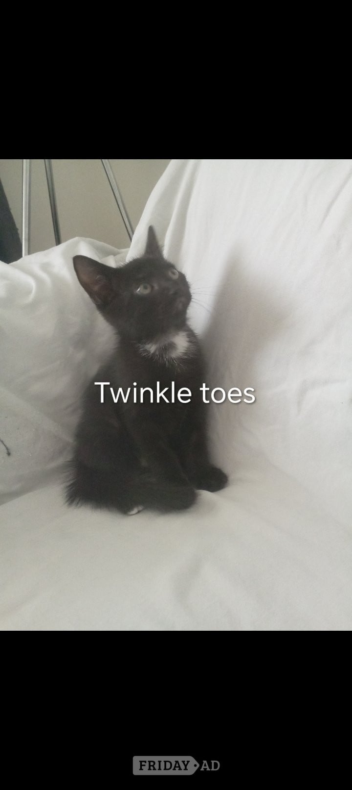 Superhero kittens needing super forever homes  - Cats & Kittens