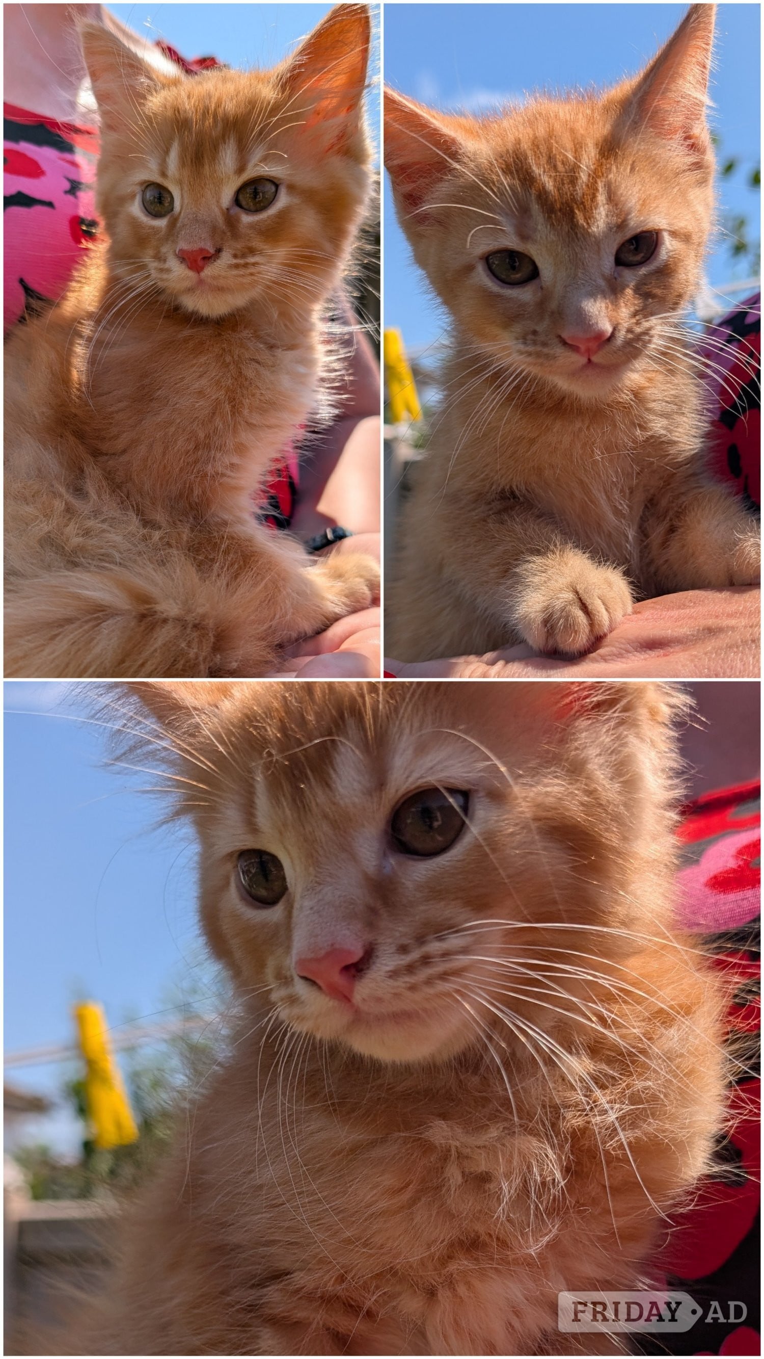 3 beautiful female ginger kittens for sale  in Eastbourne