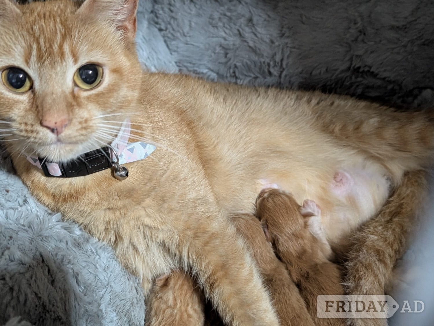 3 beautiful female ginger kittens for sale 
