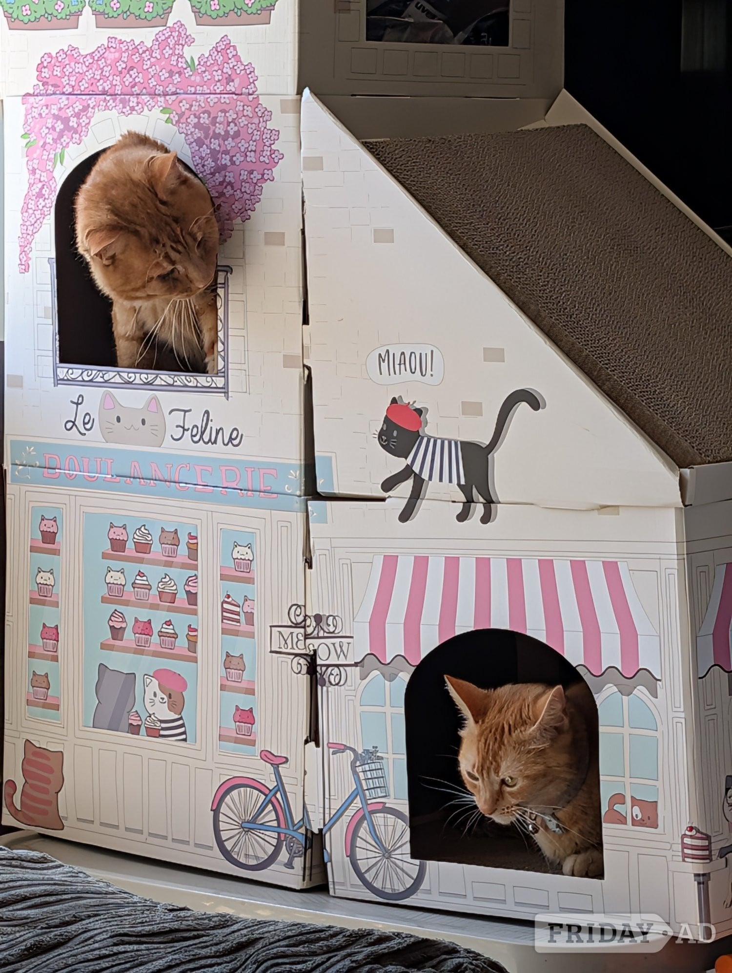Eastbourne 3 beautiful female ginger kittens for sale 