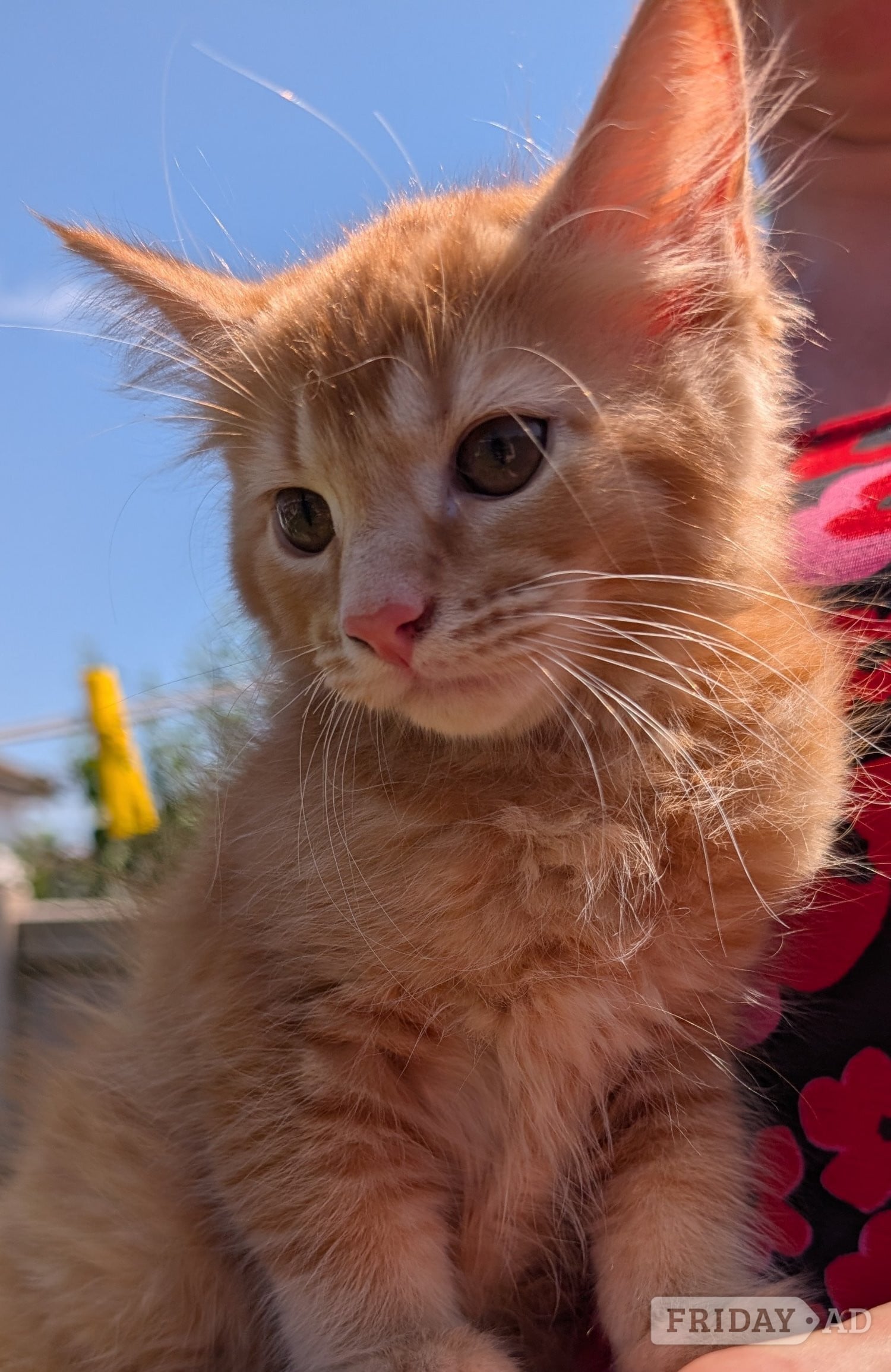 3 beautiful female ginger kittens for sale  - Cats & Kittens in Eastbourne