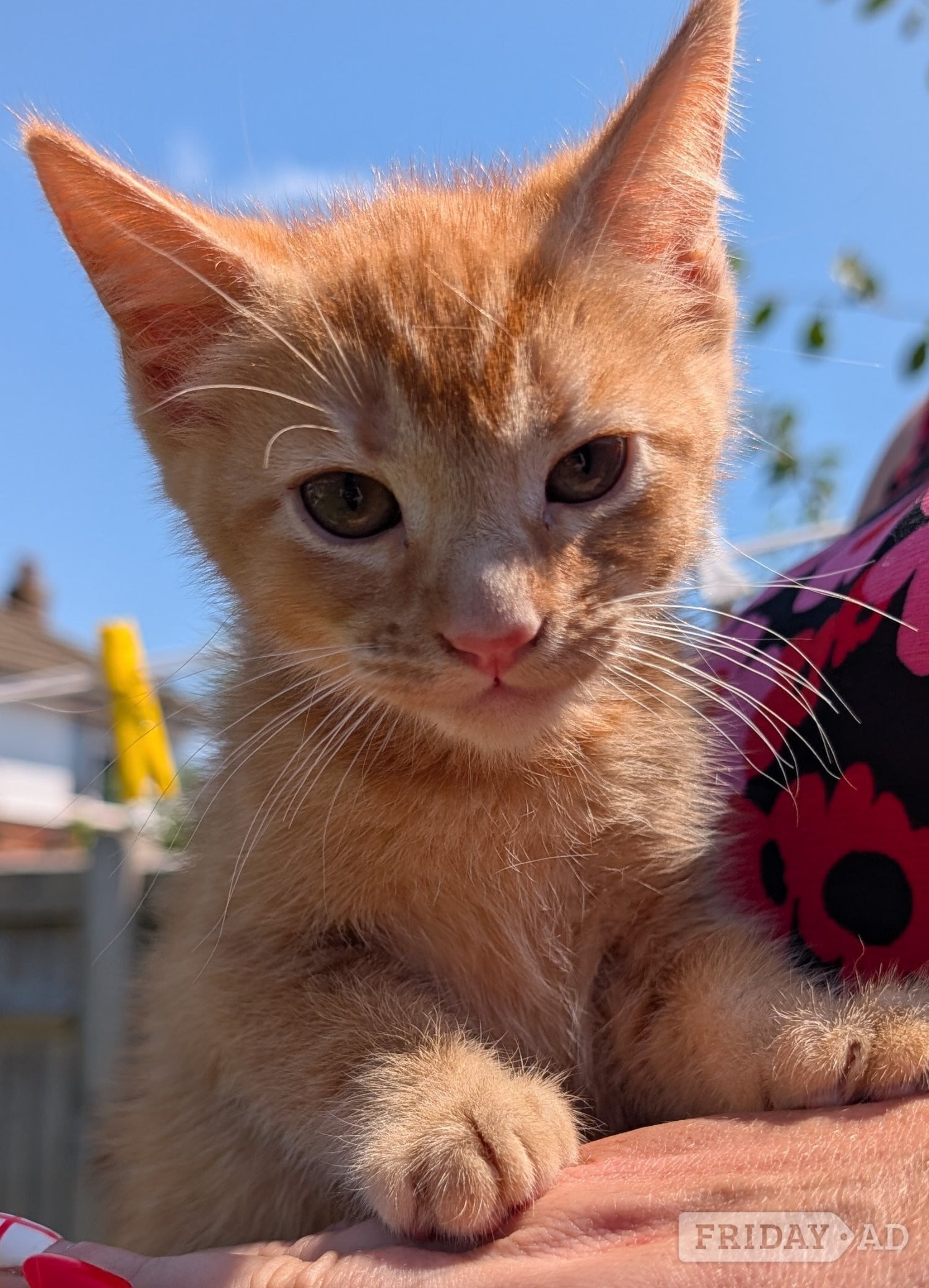 3 beautiful female ginger kittens for sale  - Cats & Kittens