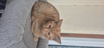 Beautiful Ginger kitten