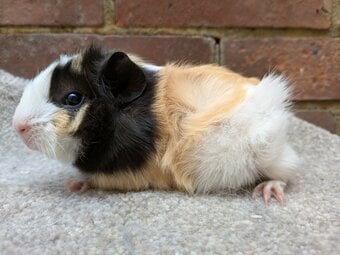 Baby guinea pigs