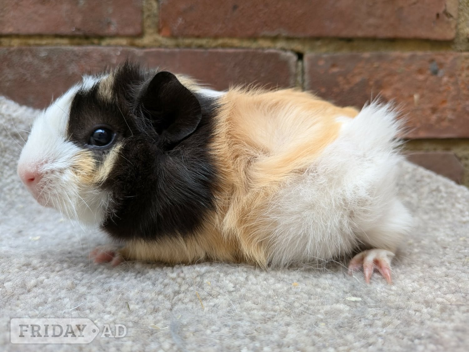 Baby guinea pigs in Hastings