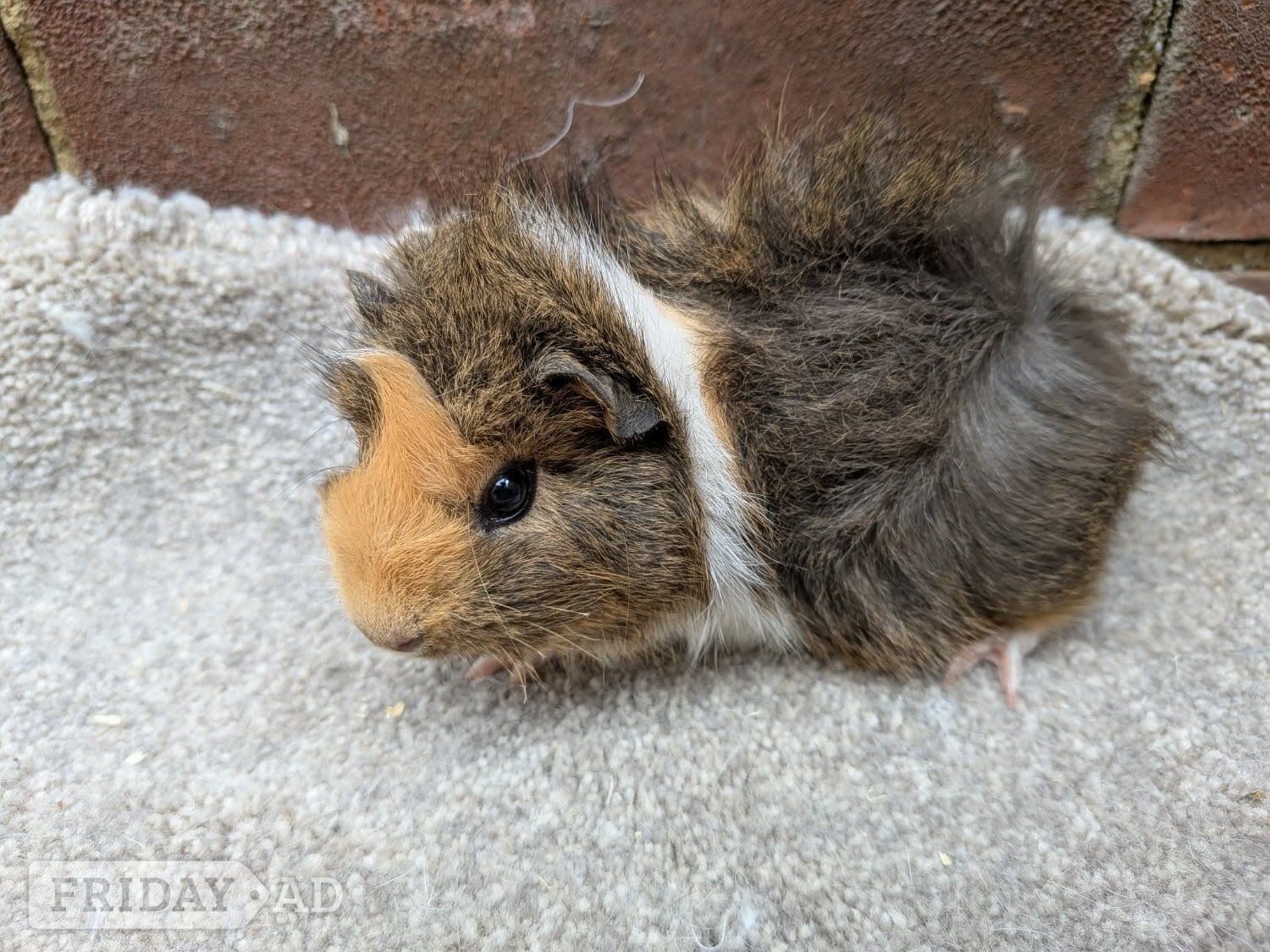 Baby guinea pigs