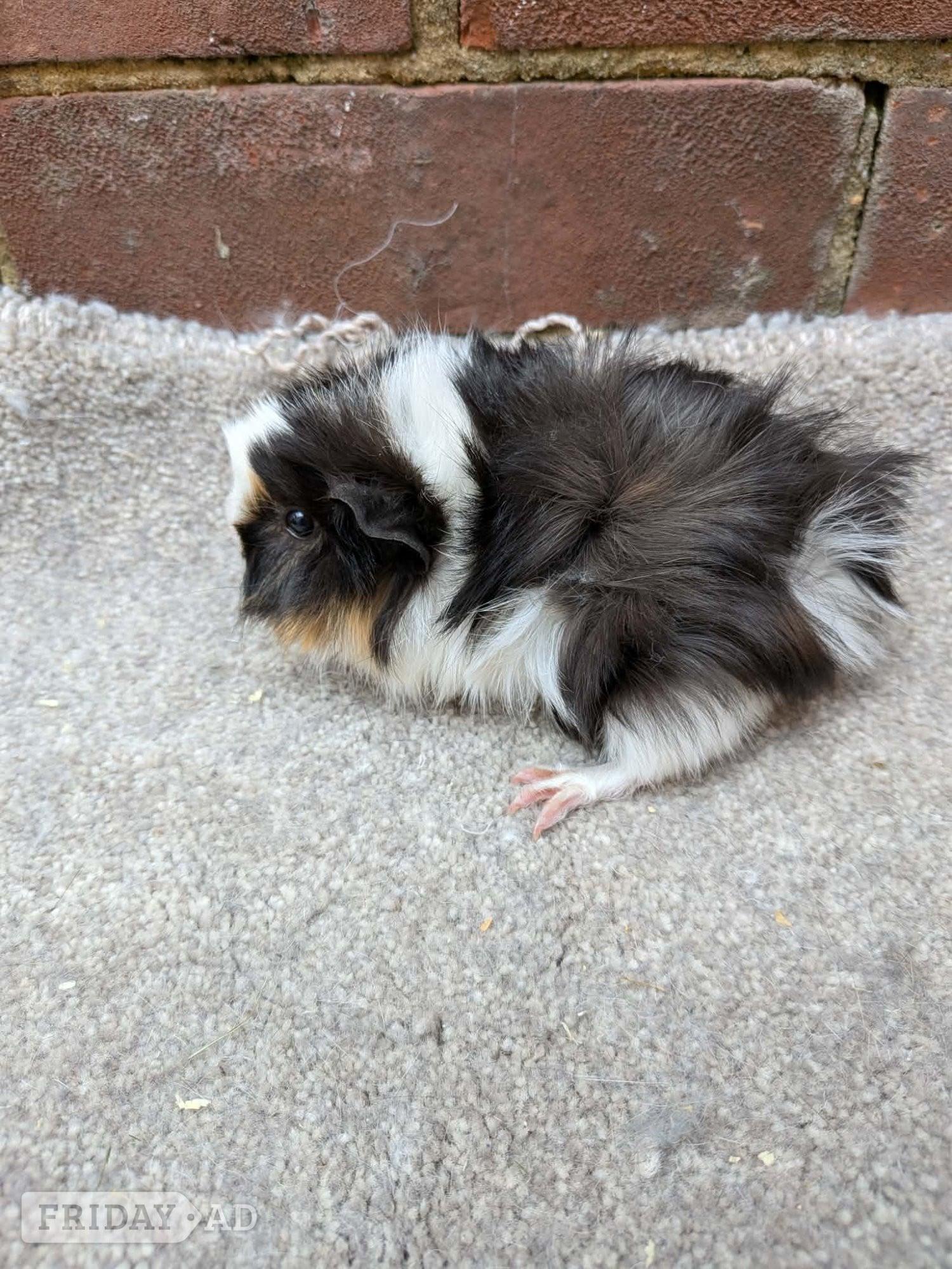 Hastings Baby guinea pigs