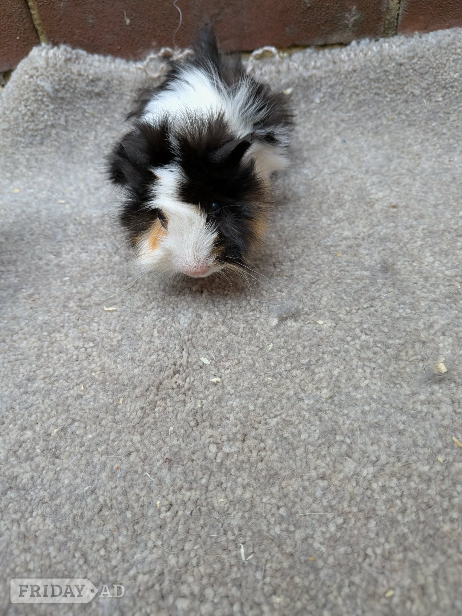 Baby guinea pigs - Guinea Pigs & Small Furries in Hastings