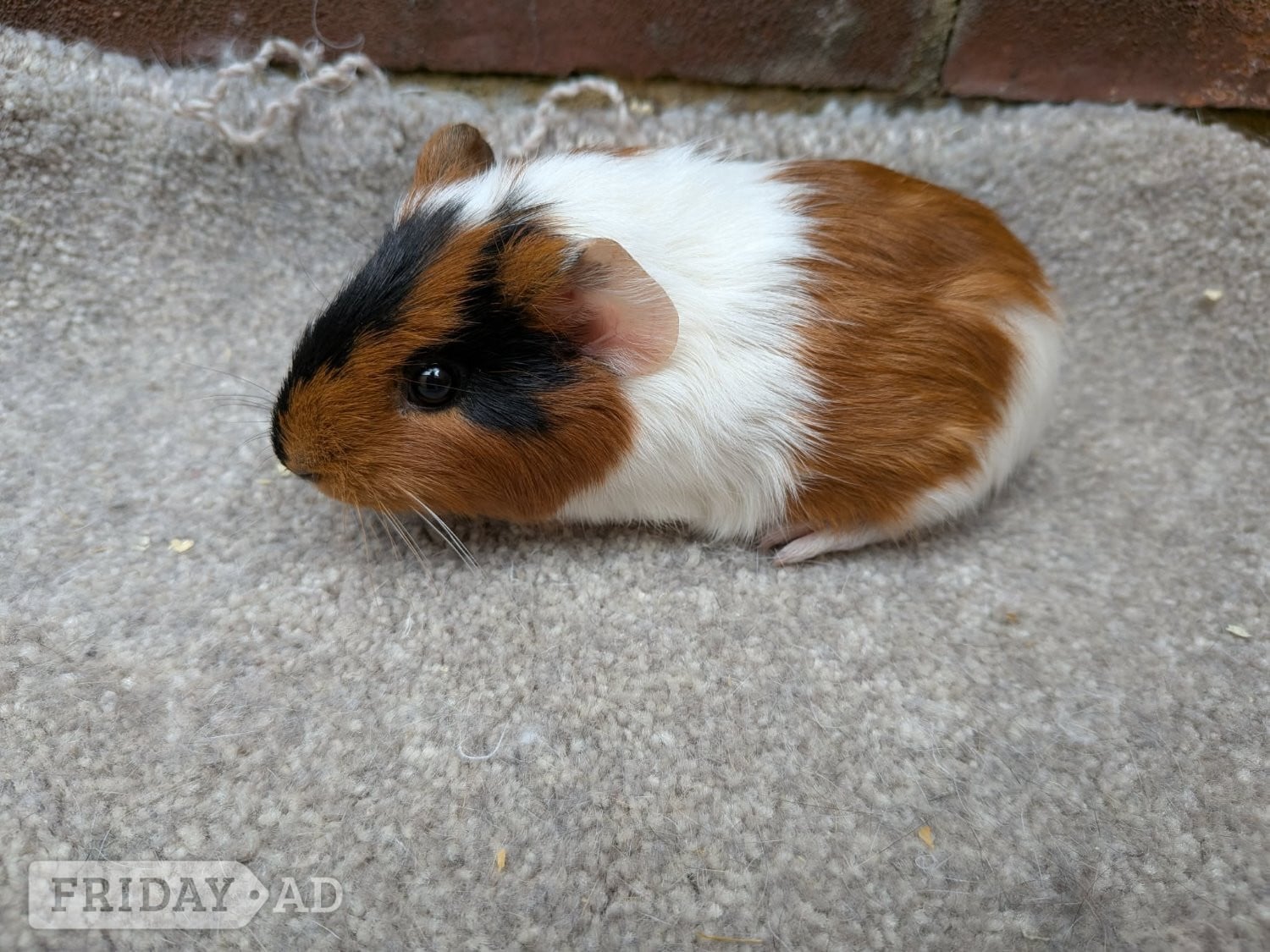 Baby guinea pigs - Guinea Pigs & Small Furries