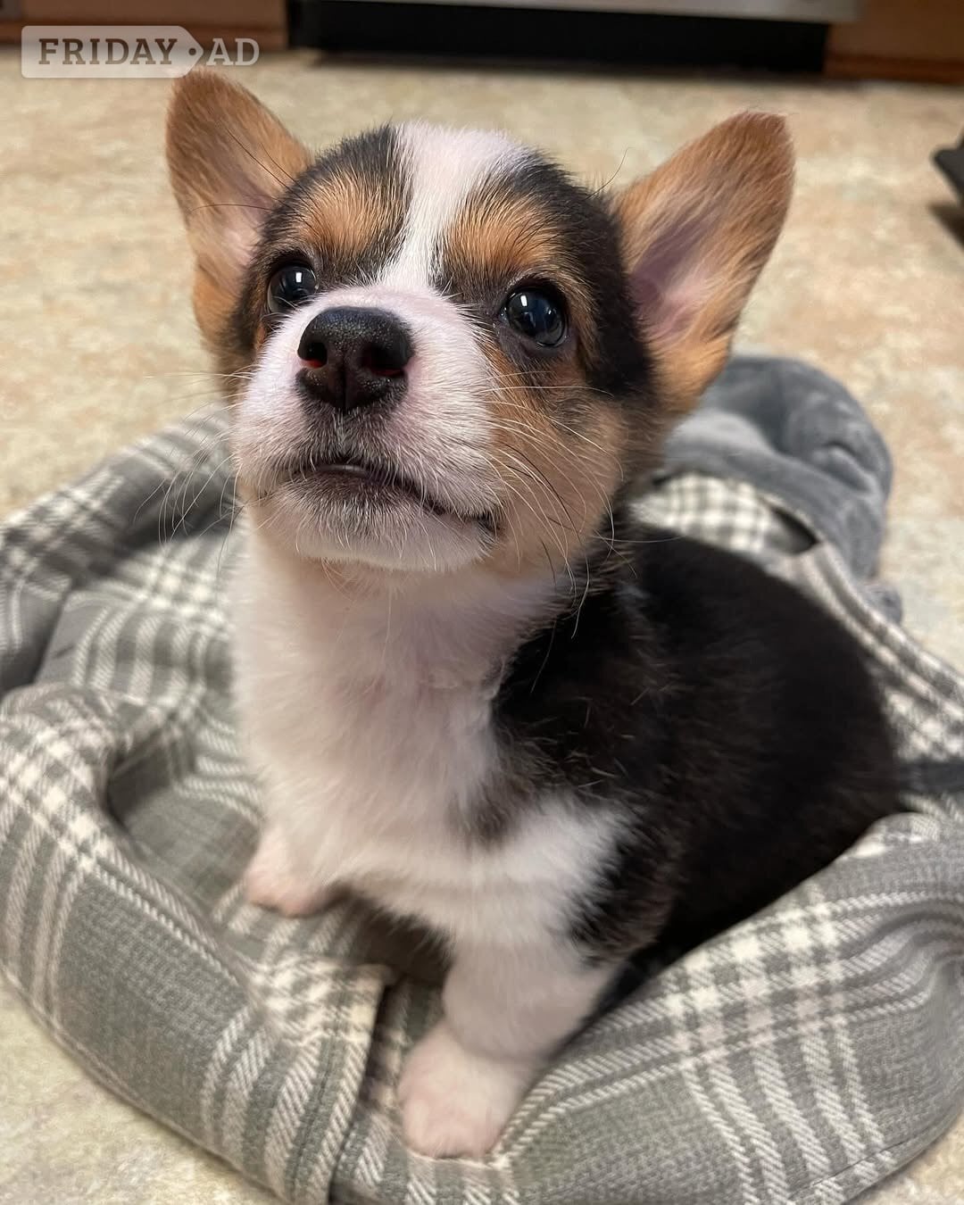 Pembroke welsh corgi puppies in London