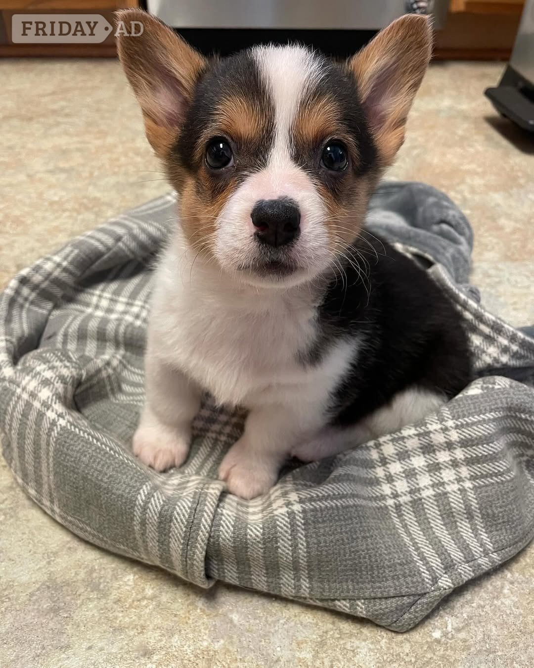 Pembroke welsh corgi puppies