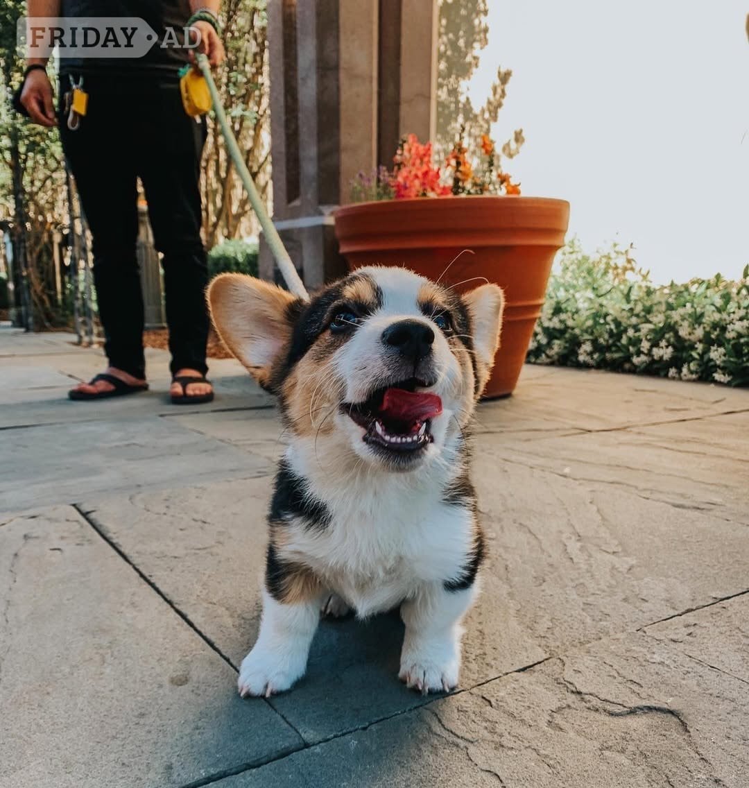 London Pembroke welsh corgi puppies