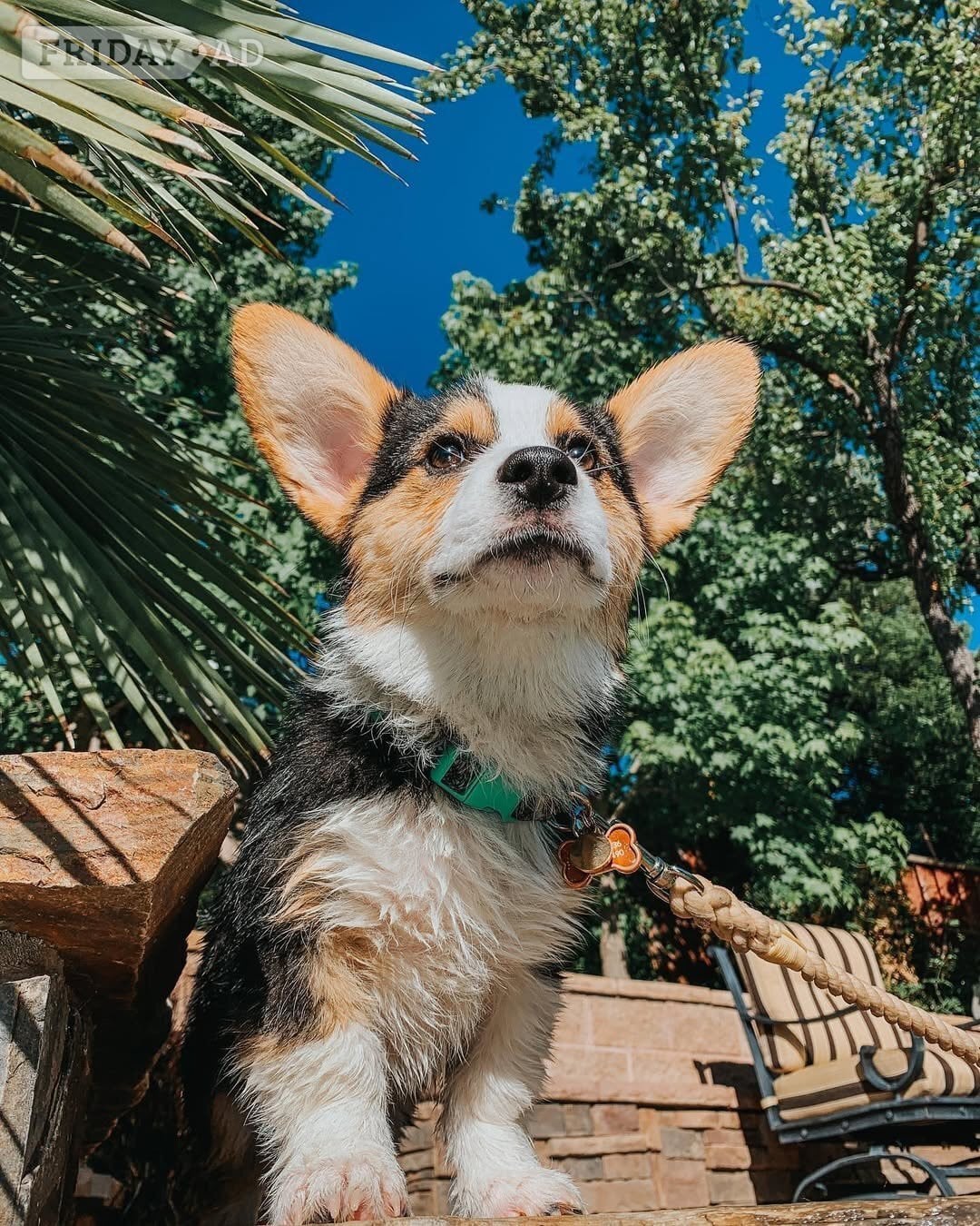 Pembroke welsh corgi puppies - Dogs & Puppies in London