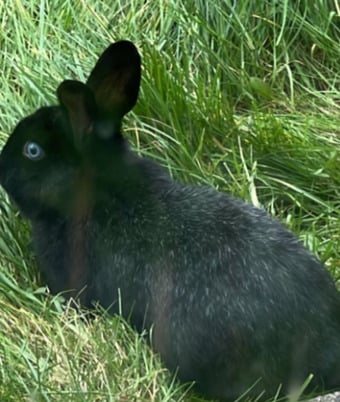 Lovely black rabbit with blue eyes, energetically running. 