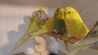Beautifull Baby Budgies