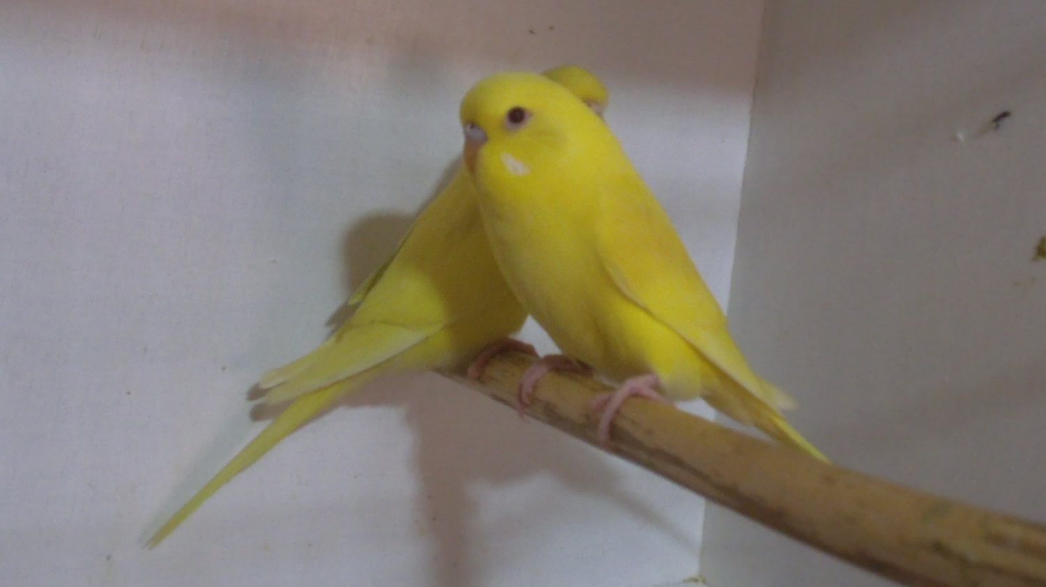 Beautifull Baby Budgies