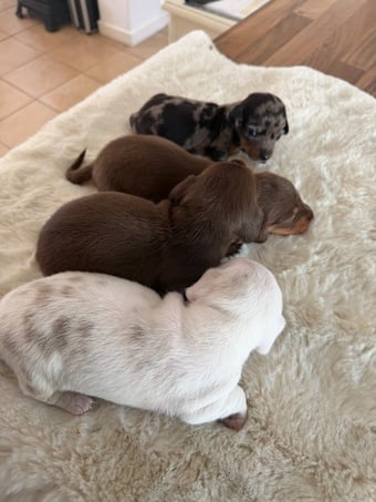 Beautiful kennel club registered MINAUTURE Dacshounds