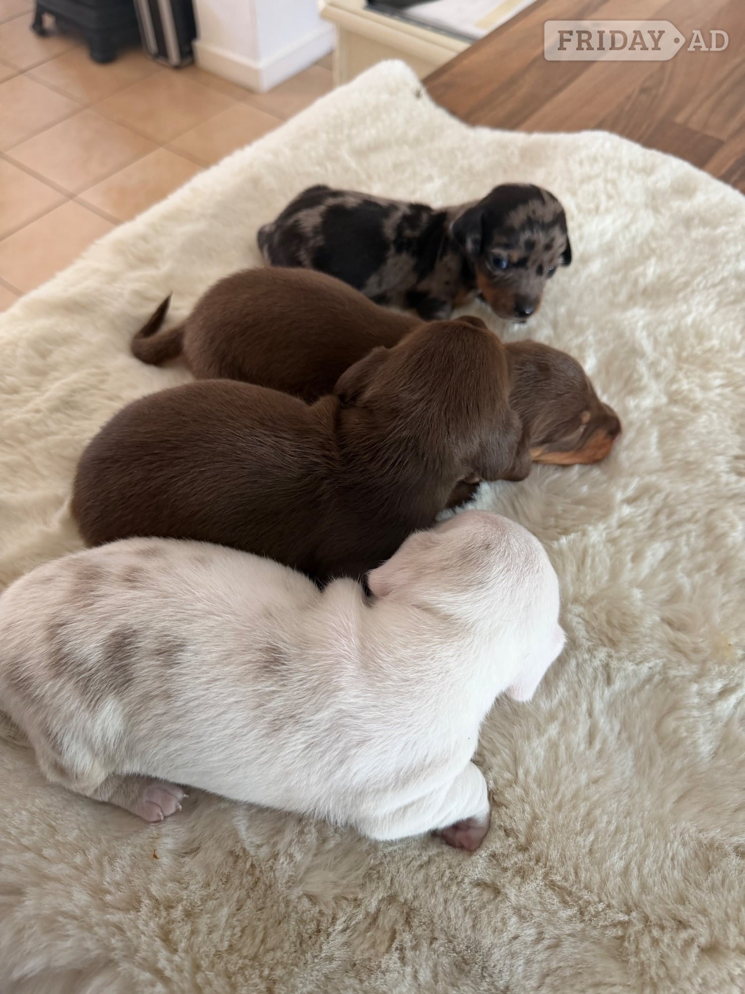 Beautiful kennel club registered MINAUTURE Dacshounds in Ongar