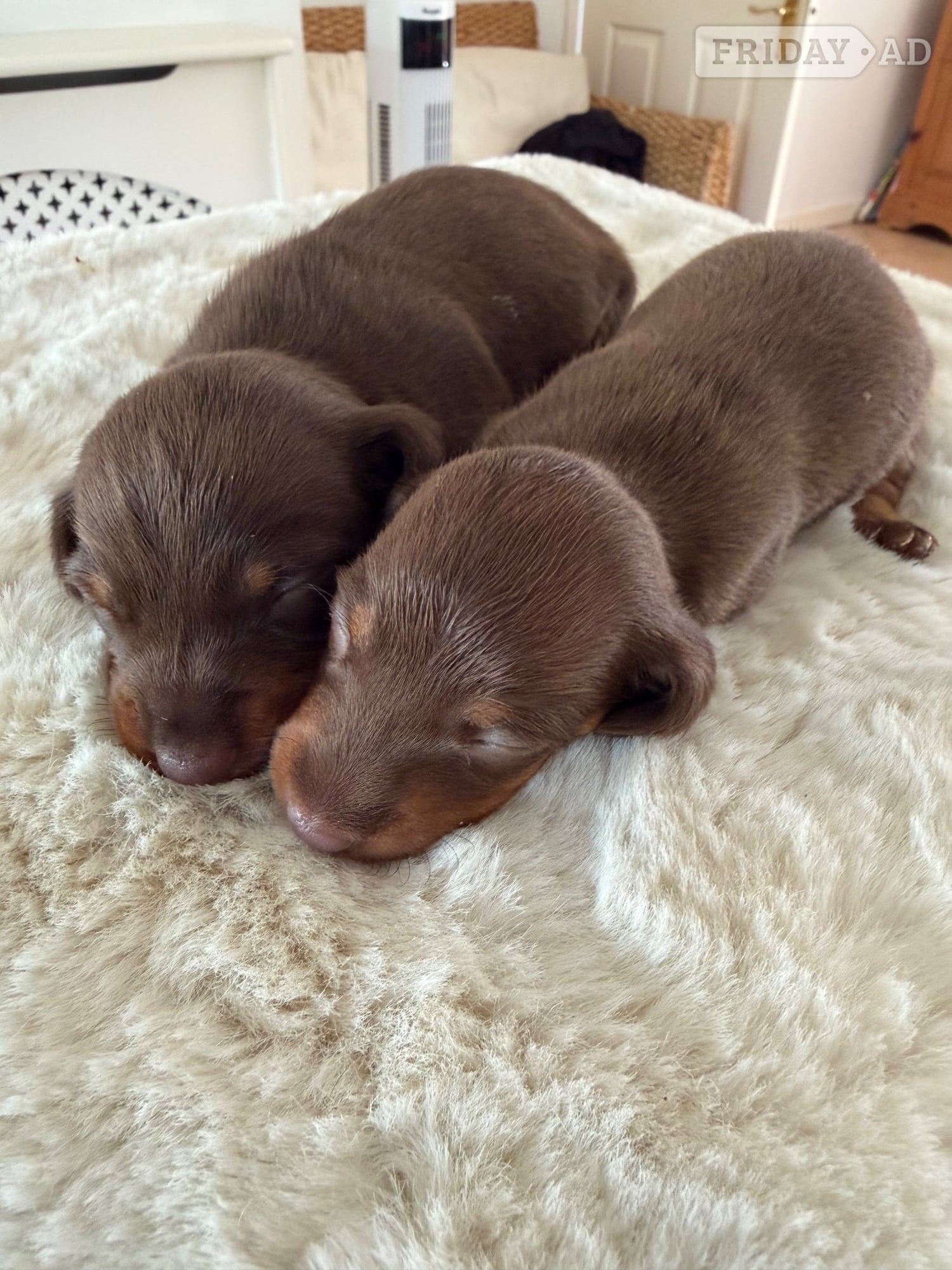 Beautiful kennel club registered MINAUTURE Dacshounds
