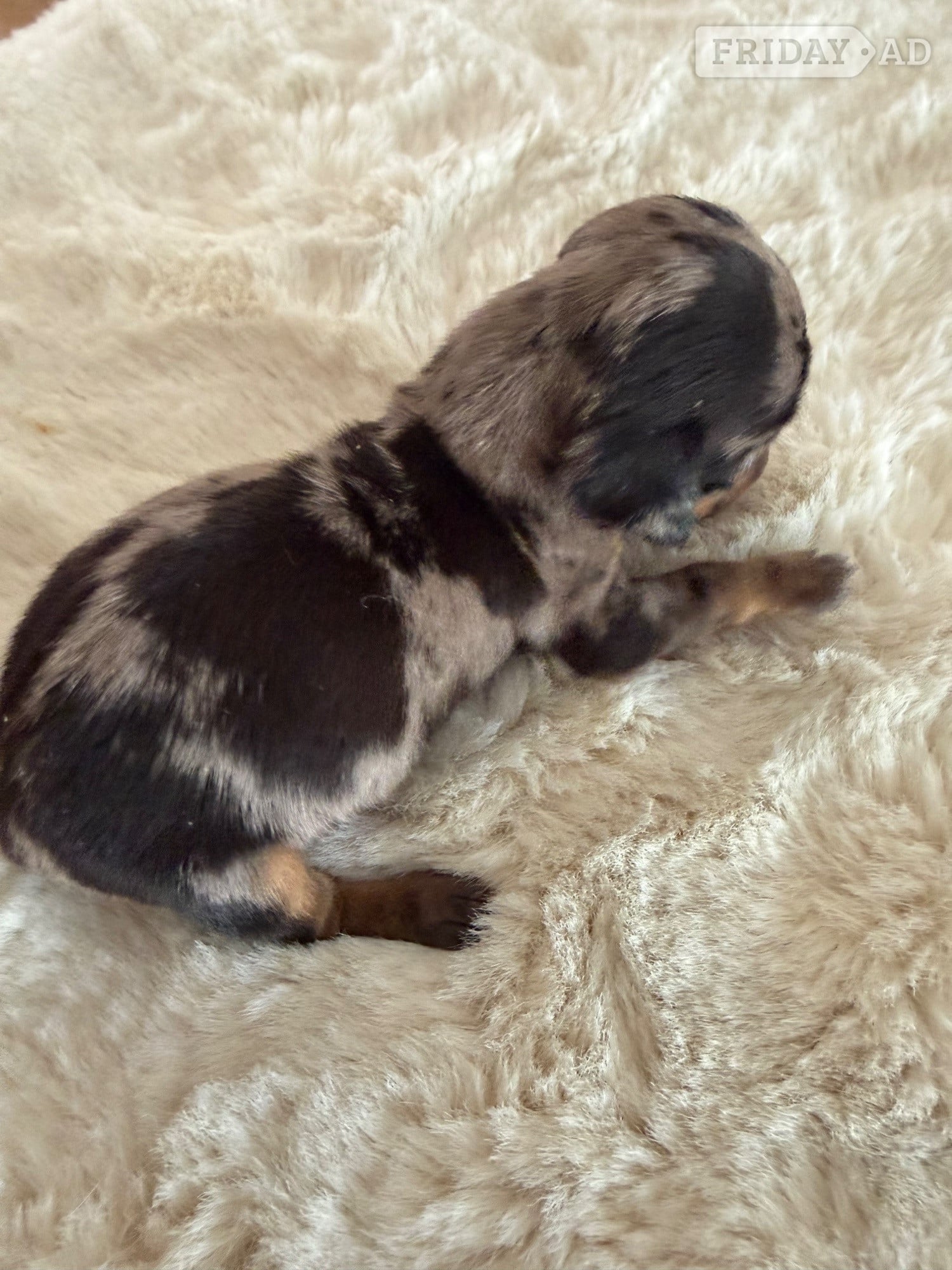 Ongar Beautiful kennel club registered MINAUTURE Dacshounds