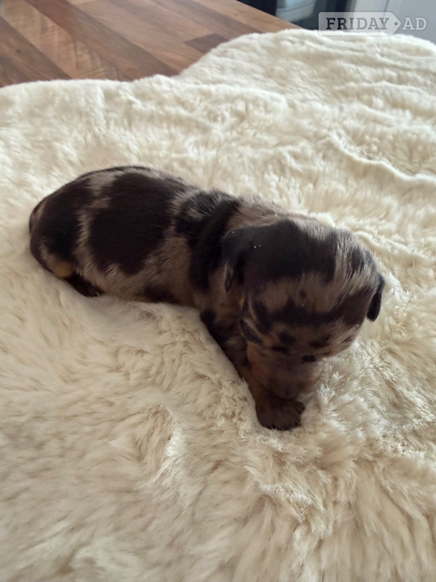 Beautiful kennel club registered MINAUTURE Dacshounds - Dogs & Puppies in Ongar