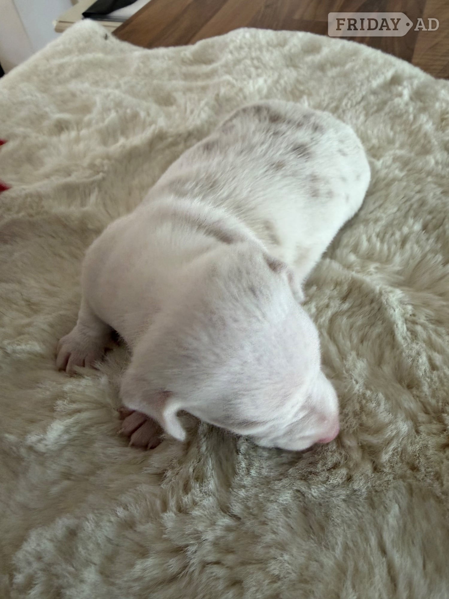 Beautiful kennel club registered MINAUTURE Dacshounds - Dogs & Puppies