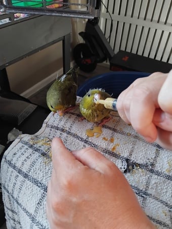 Hand reared linnies very funny love sitting on you and playing 