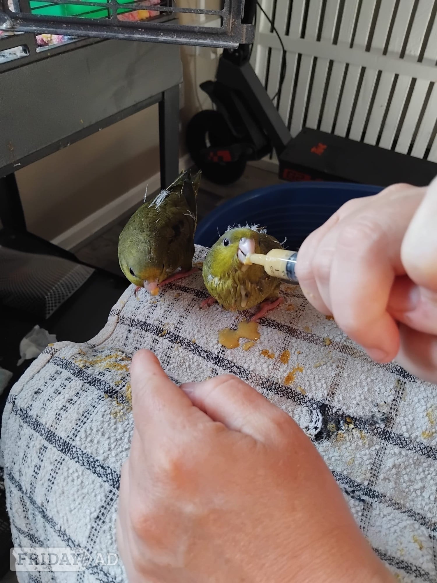 Hand reared linnies very funny love sitting on you and playing  in Bognor Regis