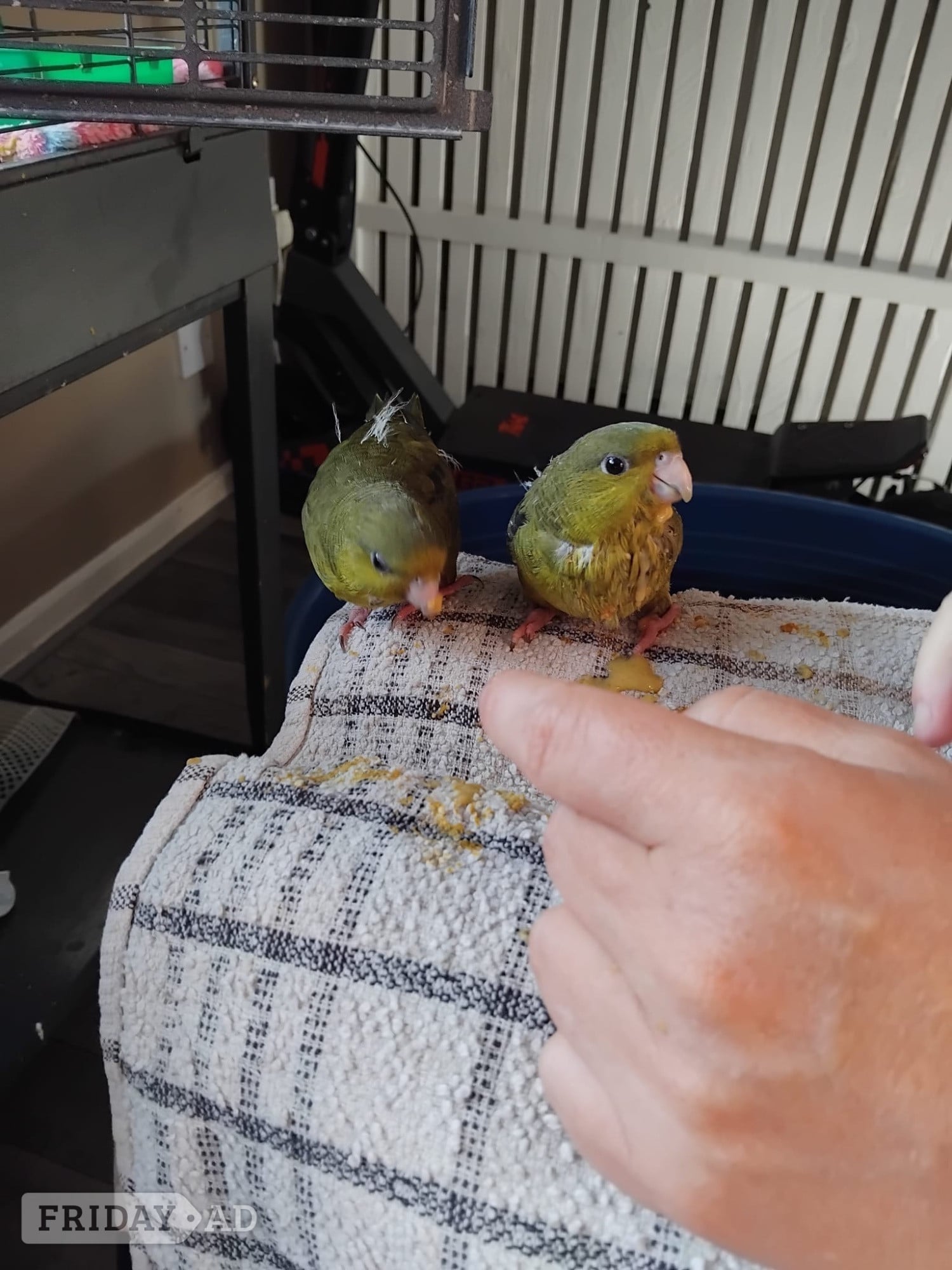 Hand reared linnies very funny love sitting on you and playing 