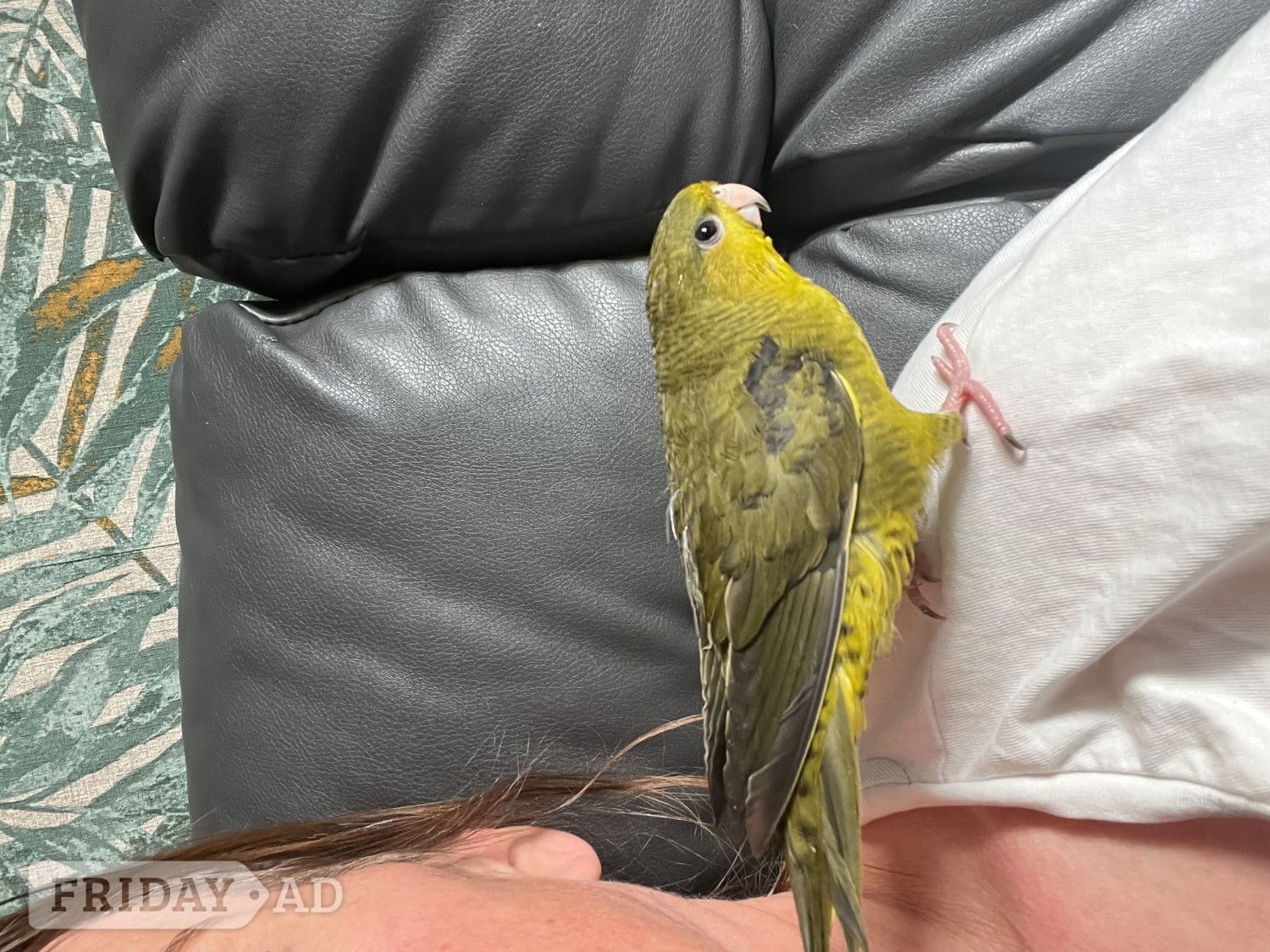 Bognor Regis Hand reared linnies very funny love sitting on you and playing 
