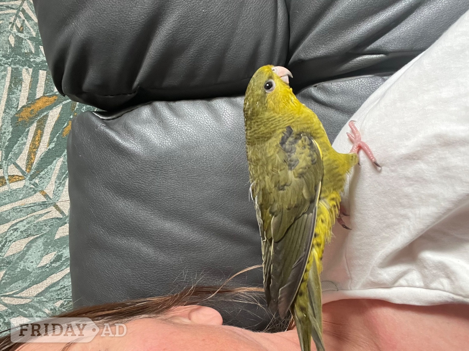 Hand reared linnies very funny love sitting on you and playing  - Birds in Bognor Regis