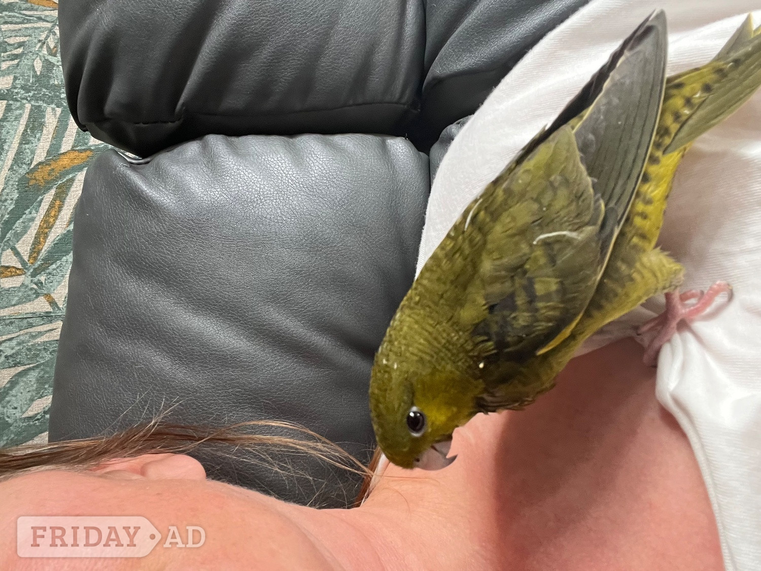 Hand reared linnies very funny love sitting on you and playing  - Birds