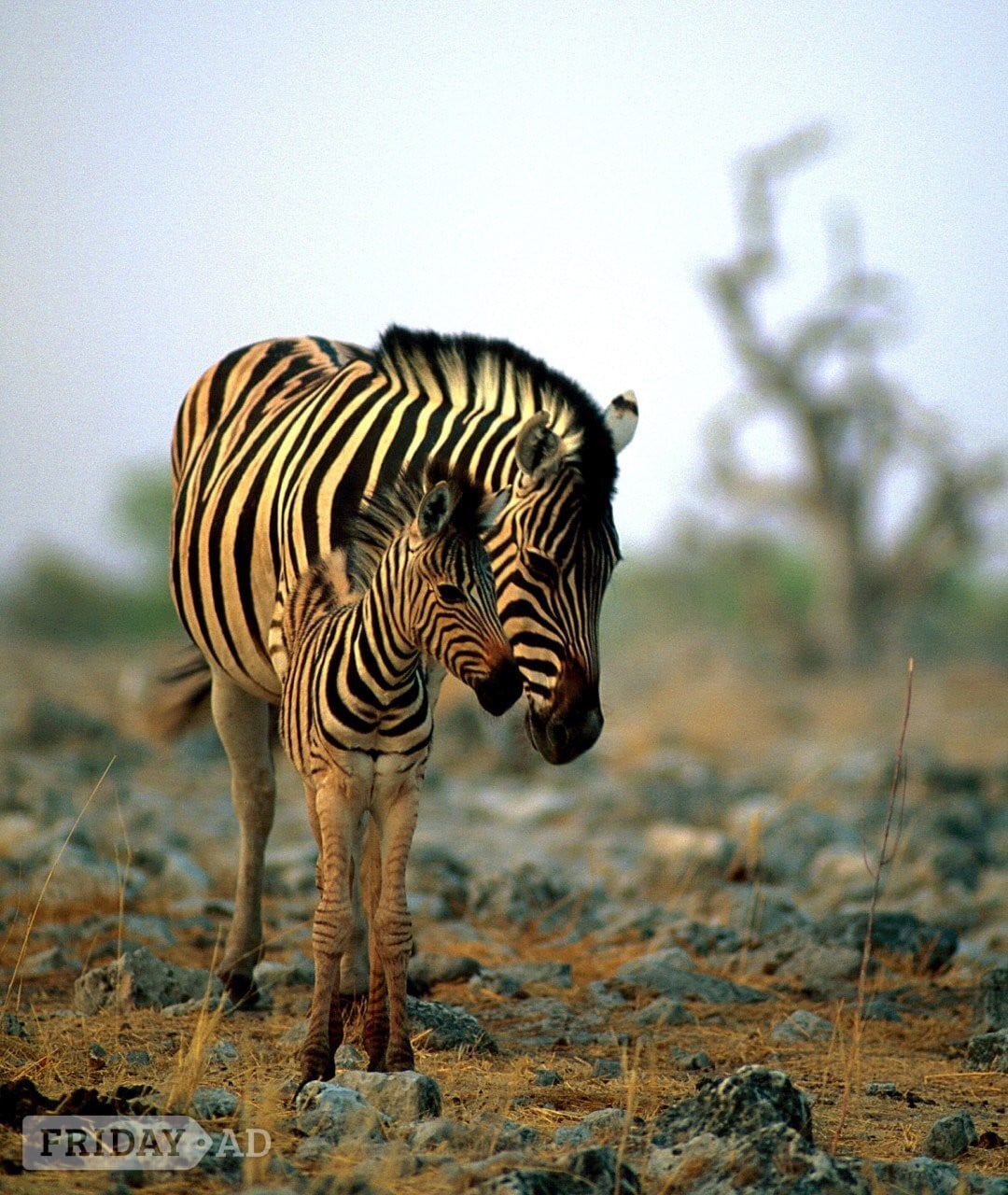 Wildlife & Nature - Environmental Conservation Opportunities in UK & South Africa in Haywards Heath