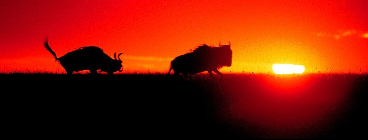 Wildlife & Nature - Environmental Conservation Opportunities in UK & South Africa