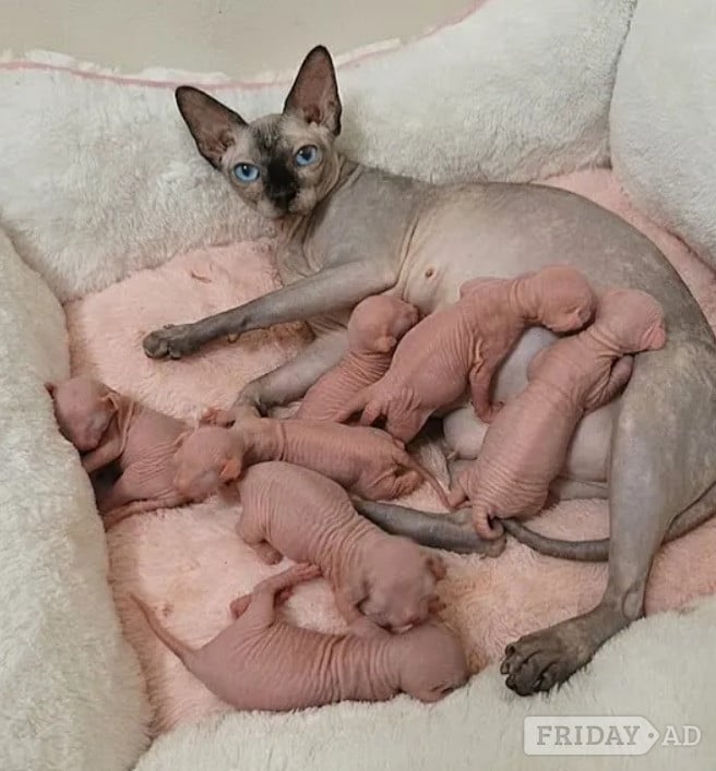 Stunning Sphynx Kittens Available in Bristol