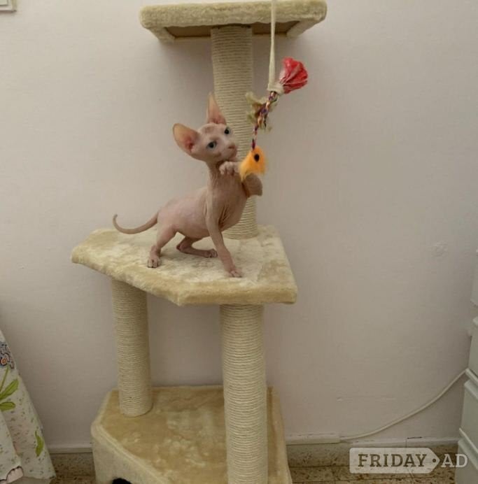 Stunning Sphynx Kittens Available