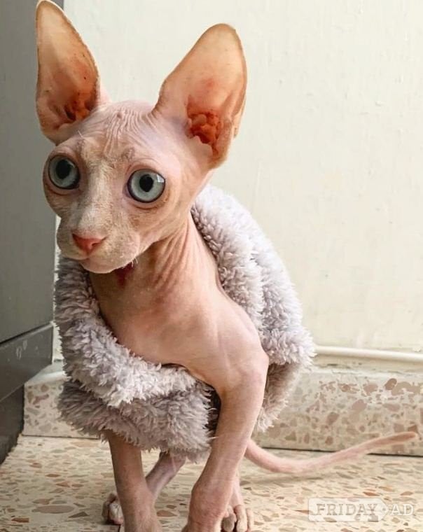 Bristol Stunning Sphynx Kittens Available