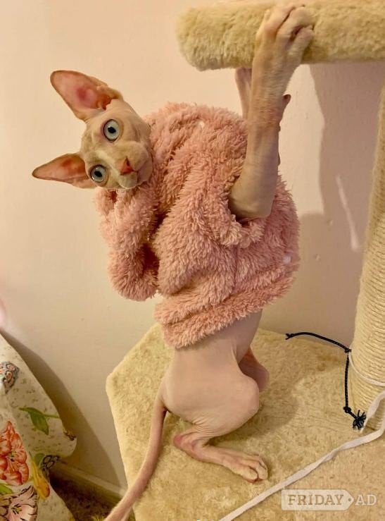 Stunning Sphynx Kittens Available - Cats & Kittens in Bristol