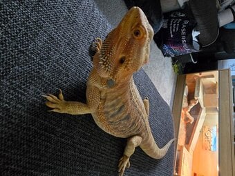 Beardie dragon for re home