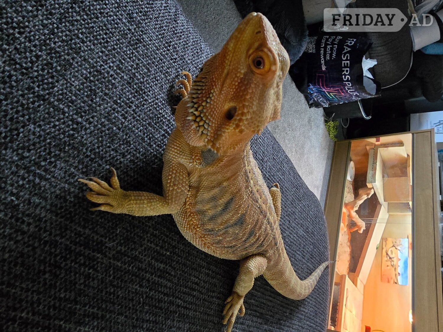 Beardie dragon for re home in Shifnal