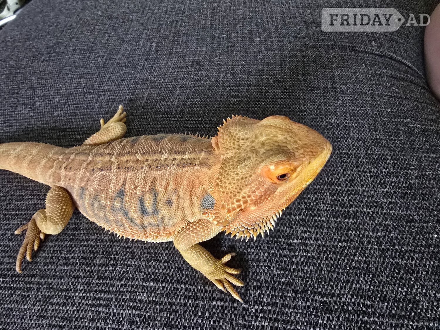 Beardie dragon for re home