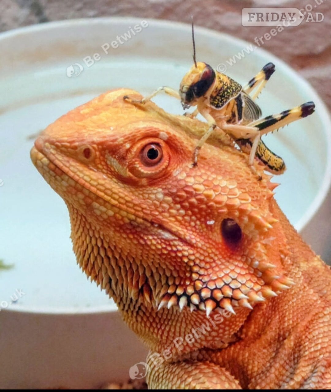 Shifnal Beardie dragon for re home