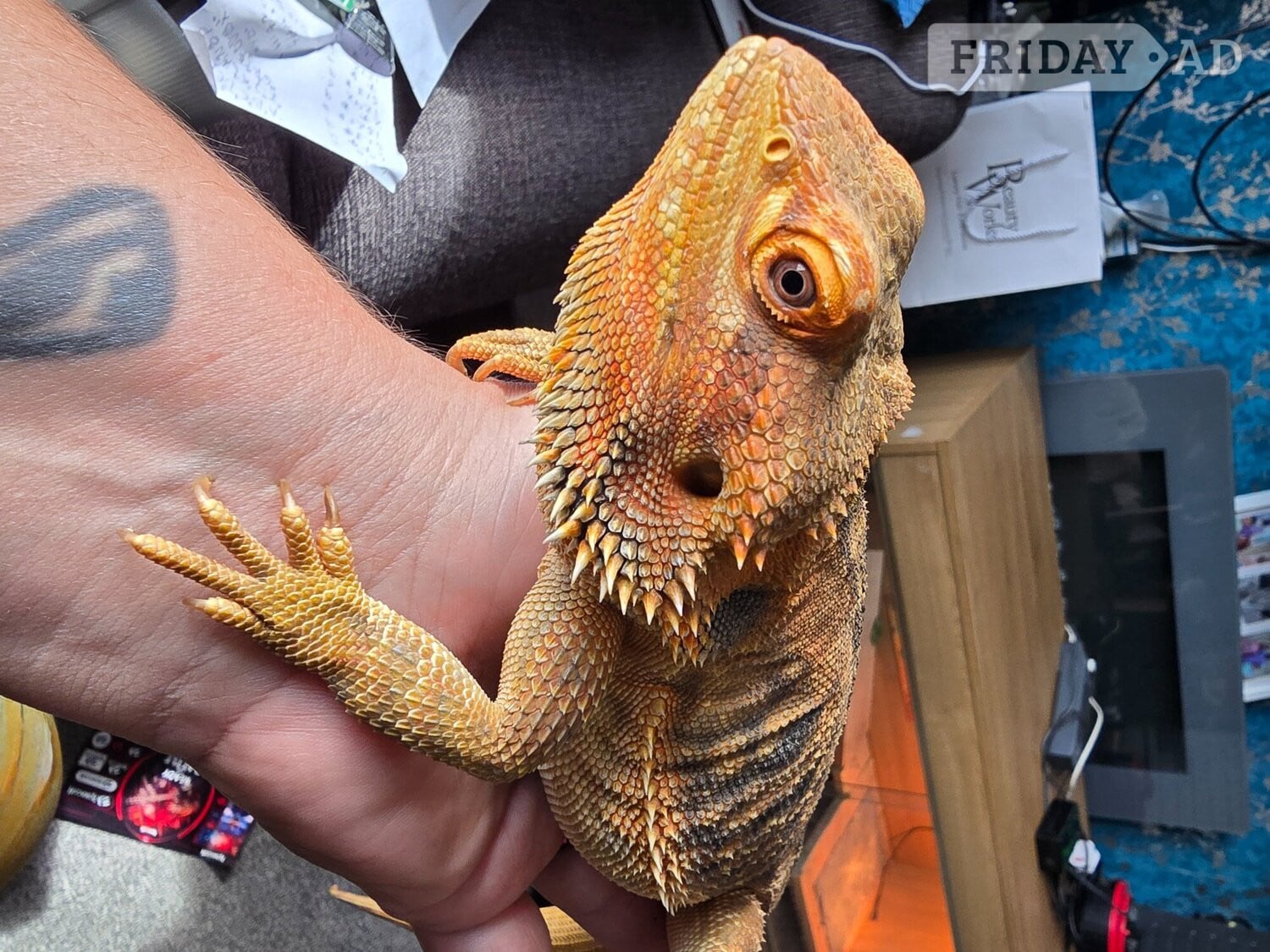 Beardie dragon for re home - Reptiles & Amphibians in Shifnal