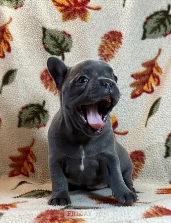 Super Blue French Bulldog Puppies Ready now worldcup