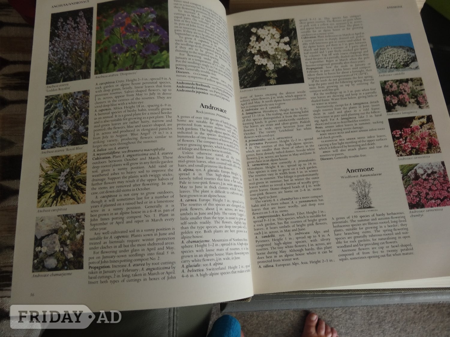Bexhill-On-Sea Two fully illustrated Readers Digest gardening books