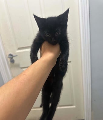 2 boys and 2 girls kittens 14 weeks looking for new homes 