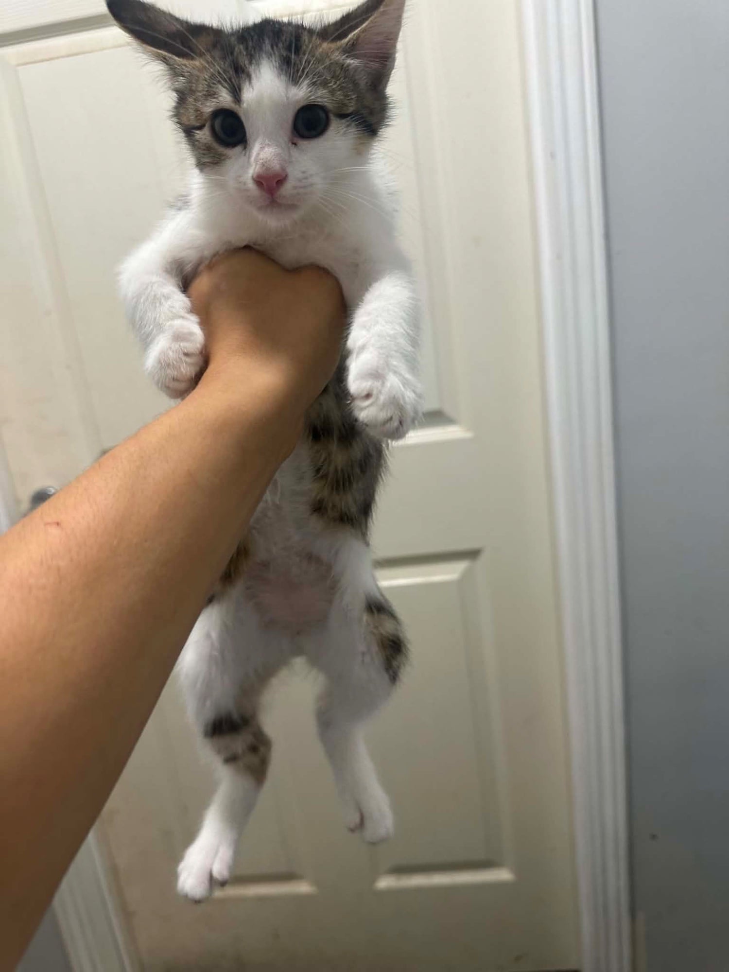 2 boys and 2 girls kittens 14 weeks looking for new homes 
