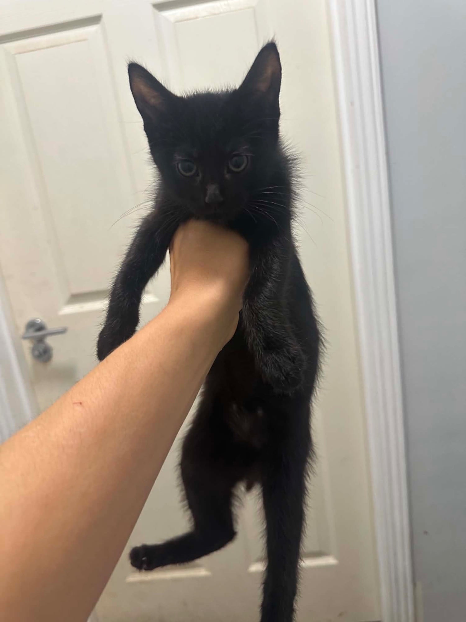 Hastings 2 boys and 2 girls kittens 14 weeks looking for new homes 